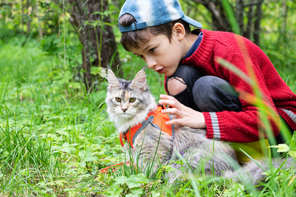 Young boy outside with a Maine coon cat in a harness.