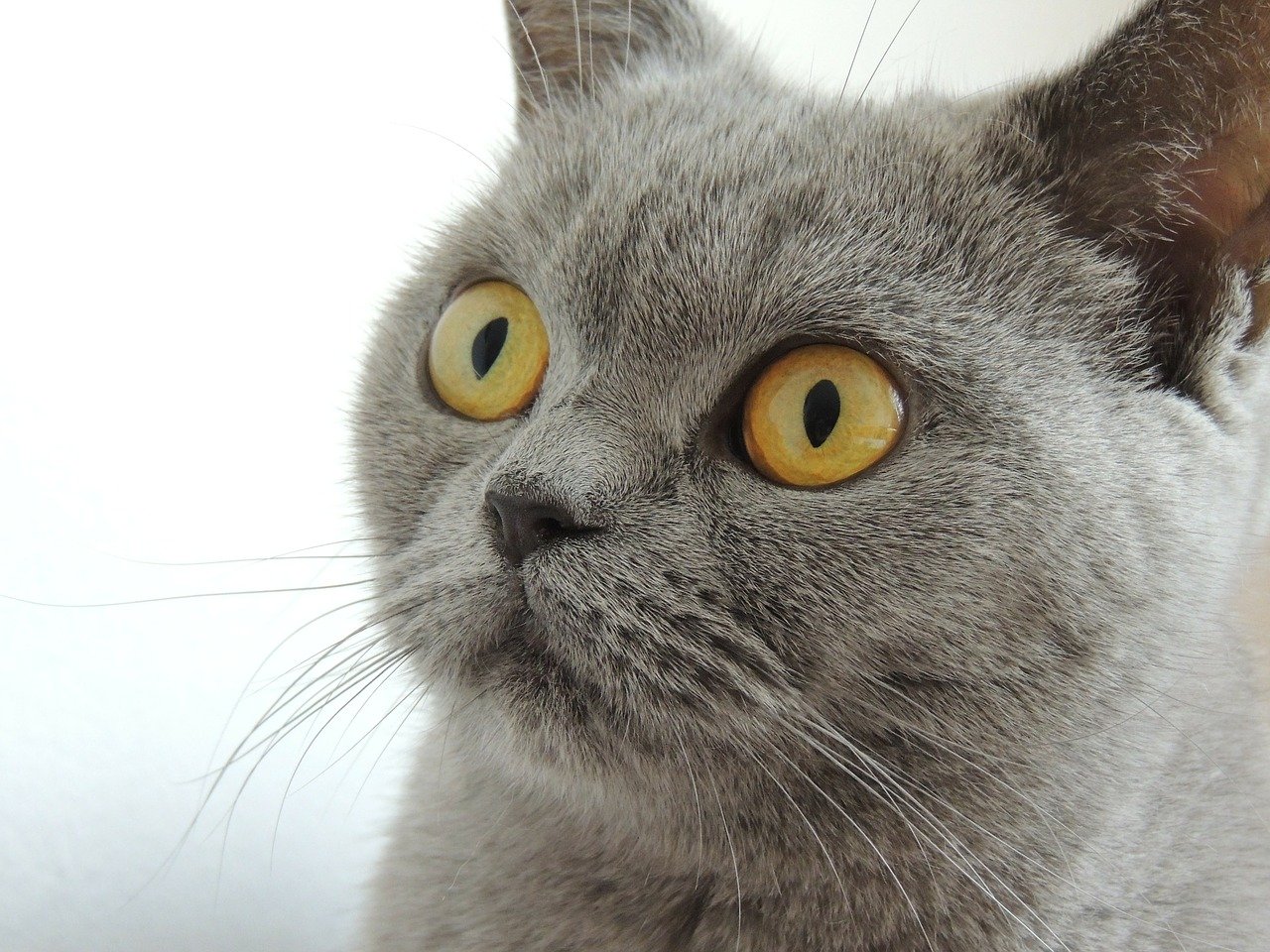 A close-up of a gray British Shorthair with amber eyes.