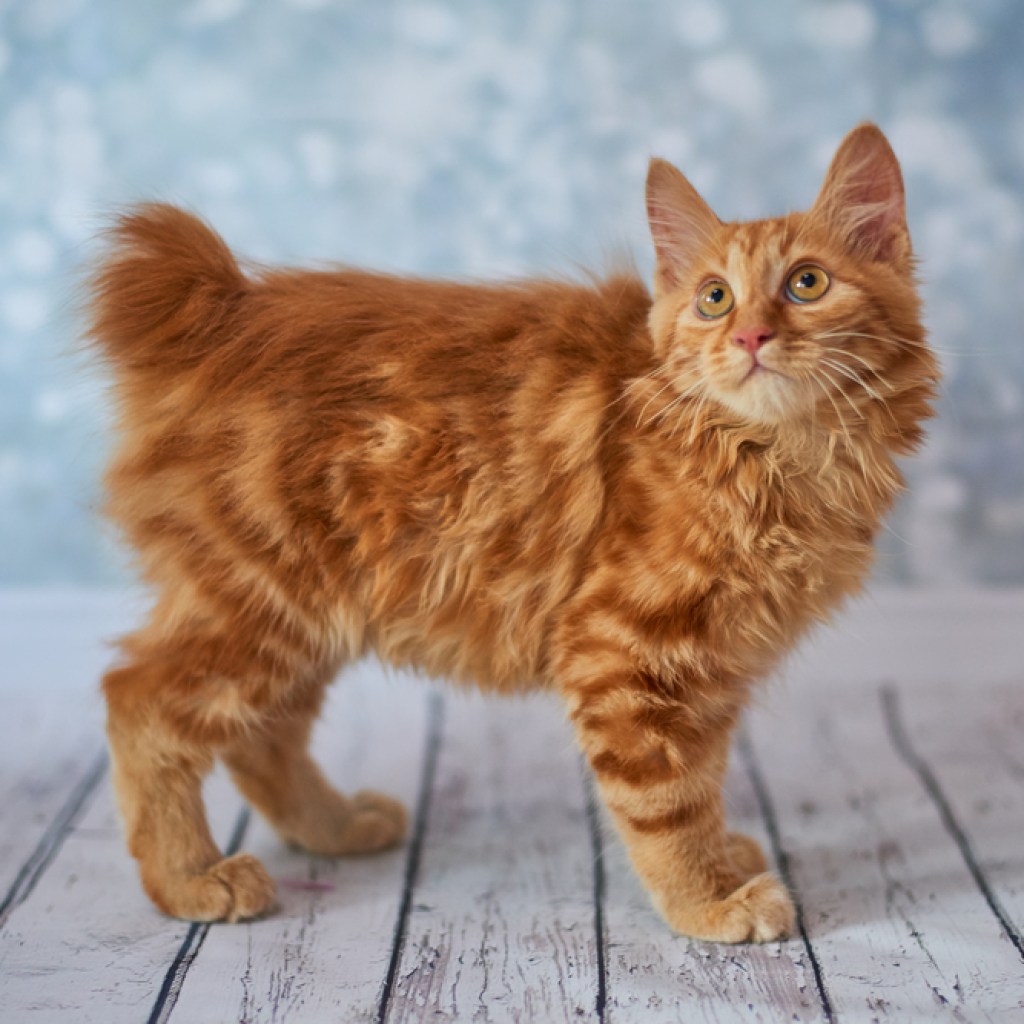 An American Bobtail kitten with amber eyes standing on a wood plank floor.