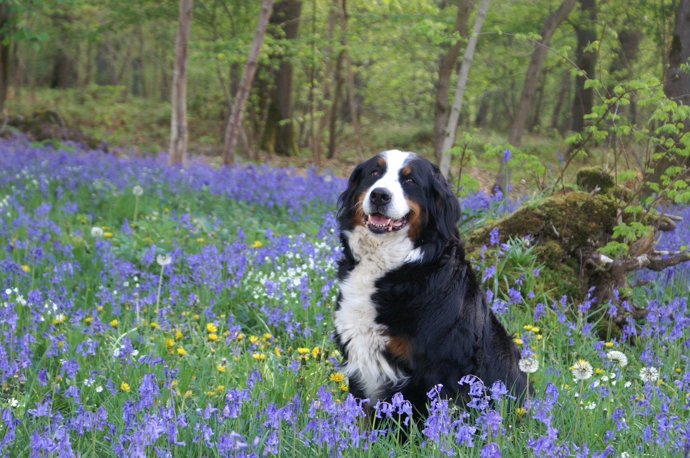 The Perfect Guide For Grooming Your Bernese Mountain Dog | PawTracks