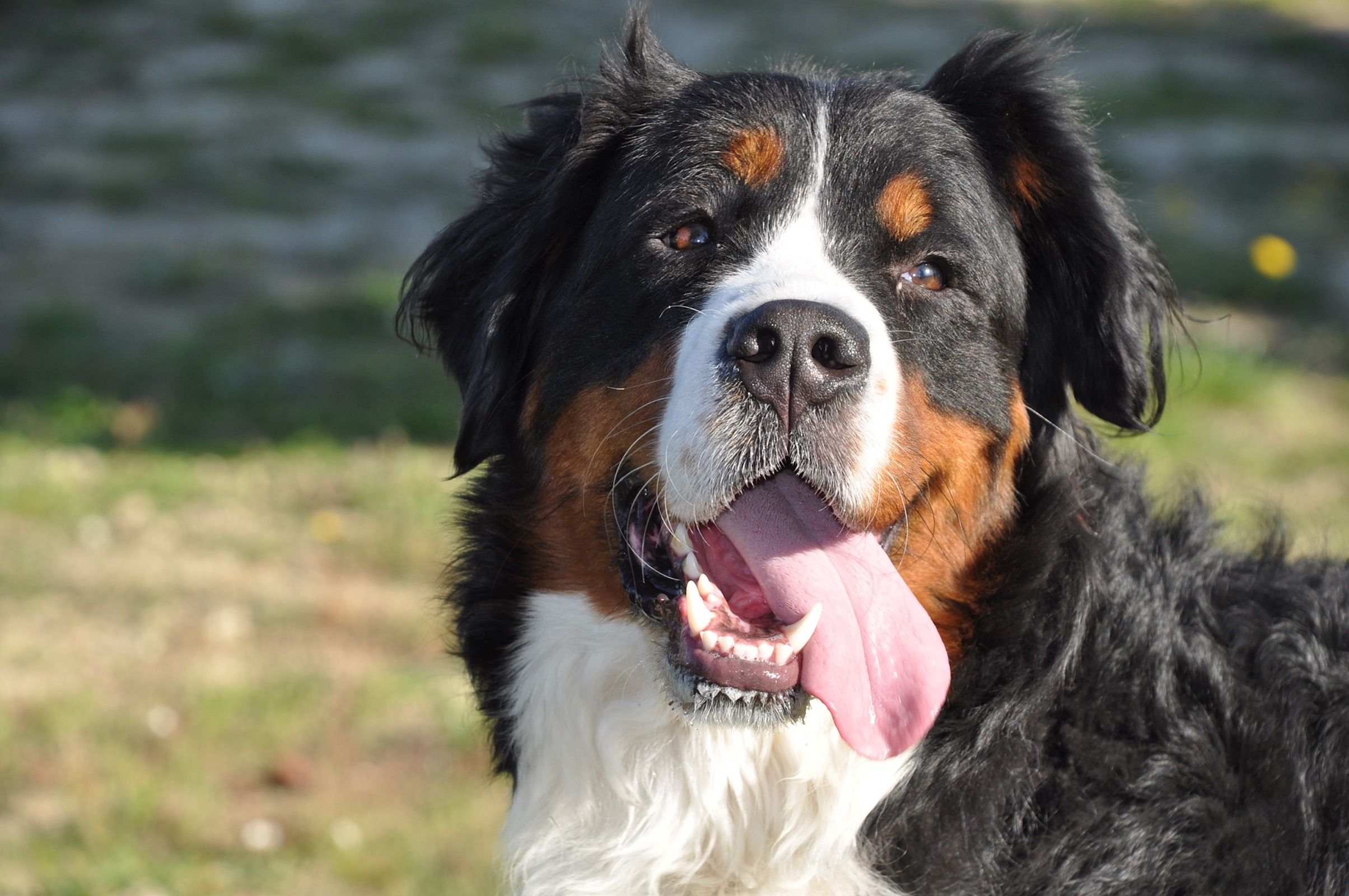 How to Groom a Dog A Guide for Bernese Mountain Dog Parents PawTracks