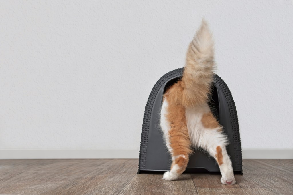 Cat entering their litter box with enclosure