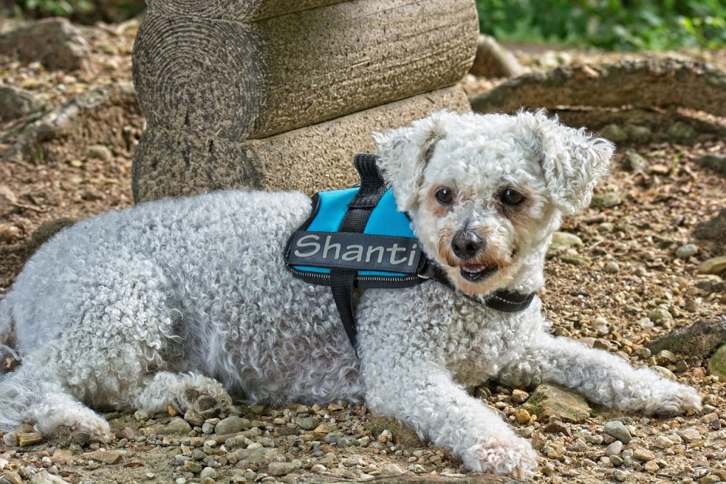 A Bichon Frise wearing a blue harness lying outside in nature.