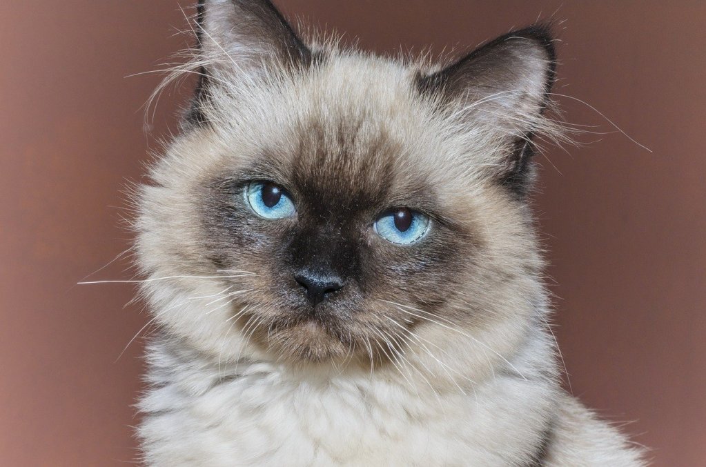 A blue-eyed Ragdoll kitten gazing into the camera