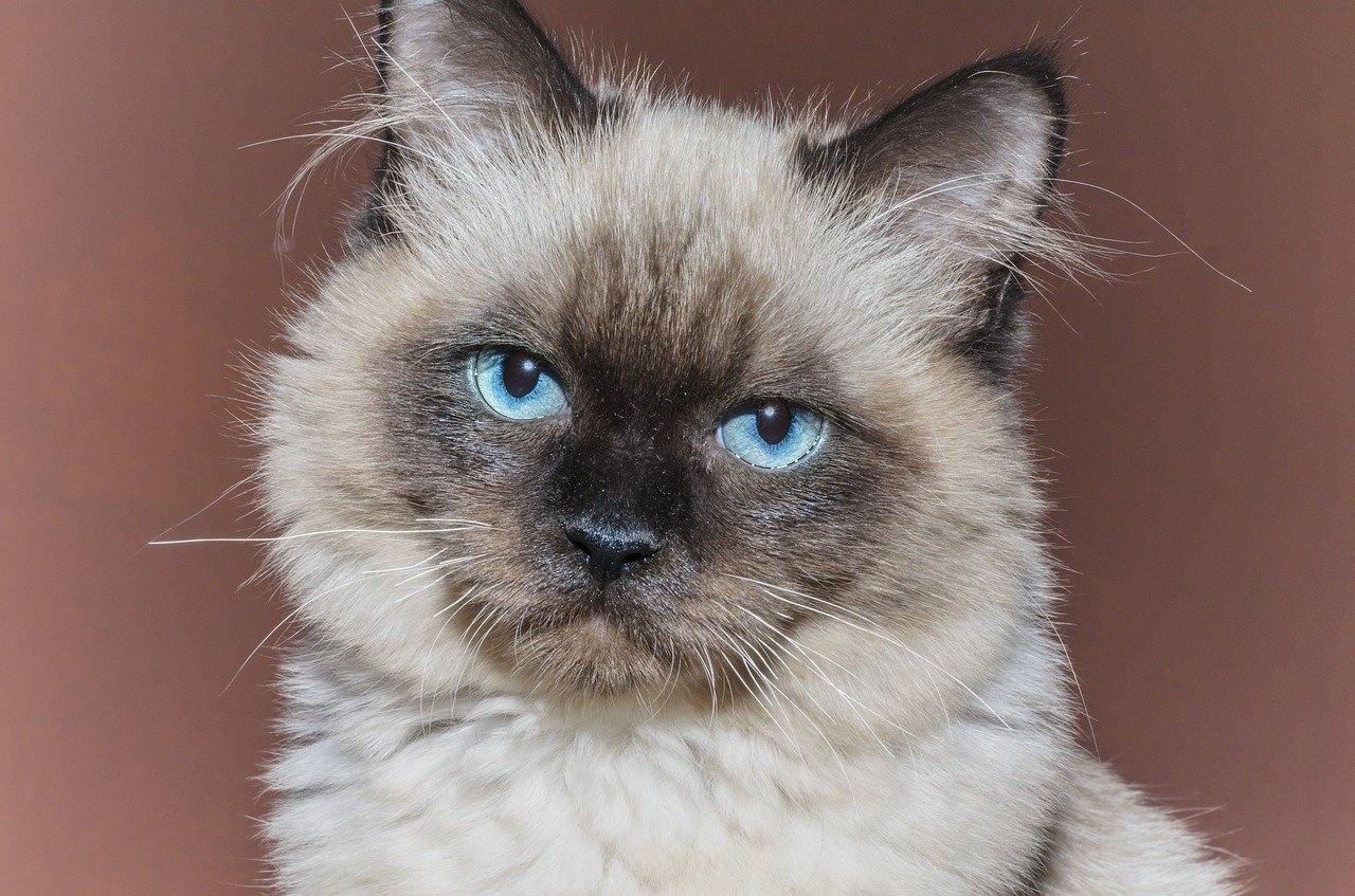 What is the most popular cat breed in the world? Feline organization ranks  them. 