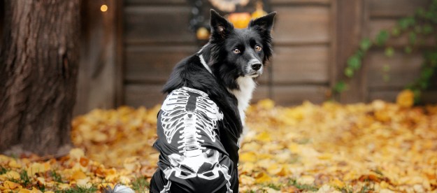 Border Collie in a skeleton shirt sits in a pile of autumn leaves