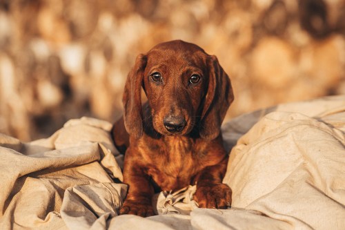 A brown dachshund lying on a beige sheet outdoors