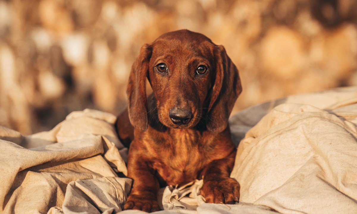 A brown dachshund lying on a beige sheet outdoors