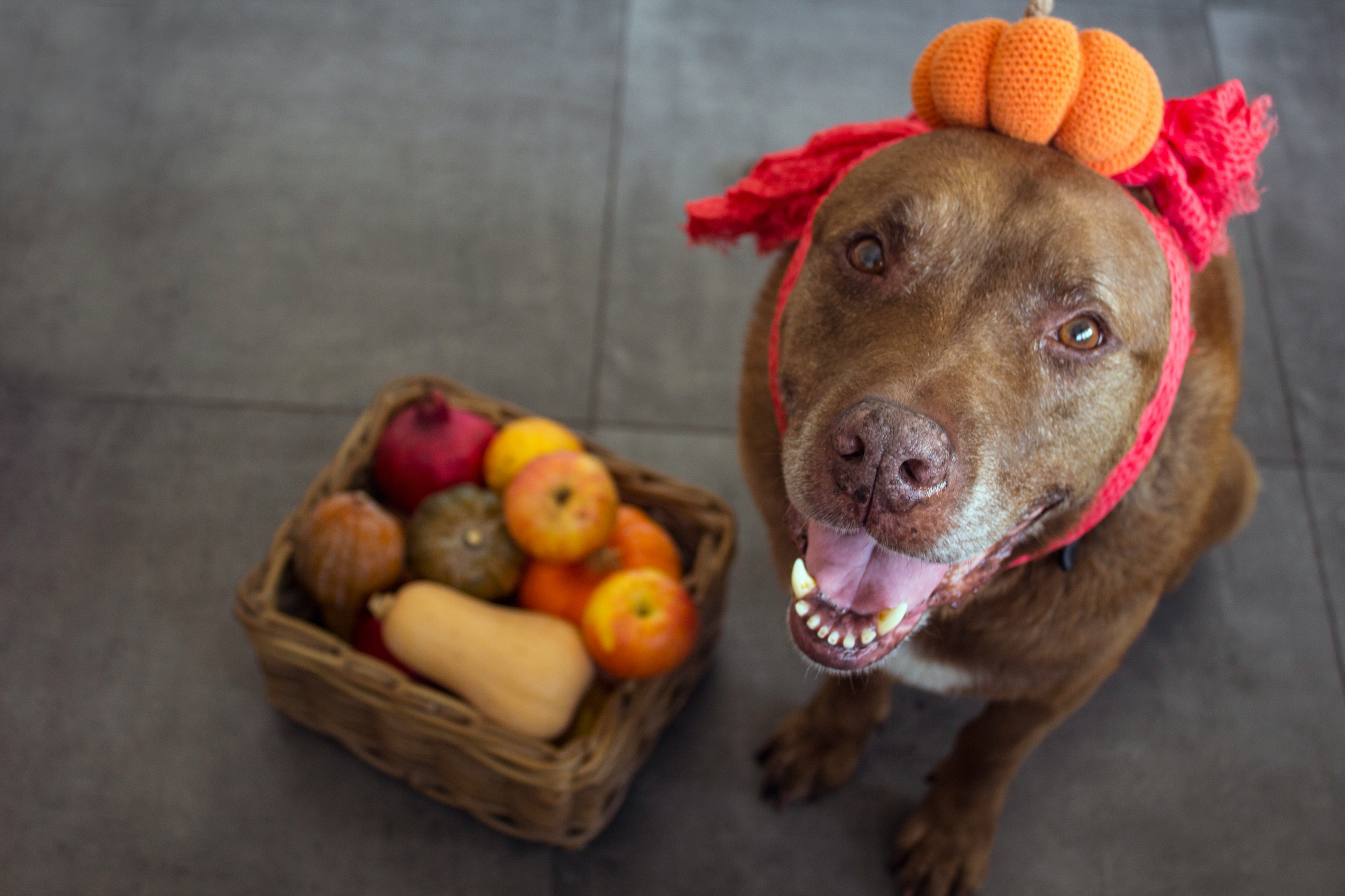 A brown dog wearing a pumpkin headband poses next to a box of autumn vegetables