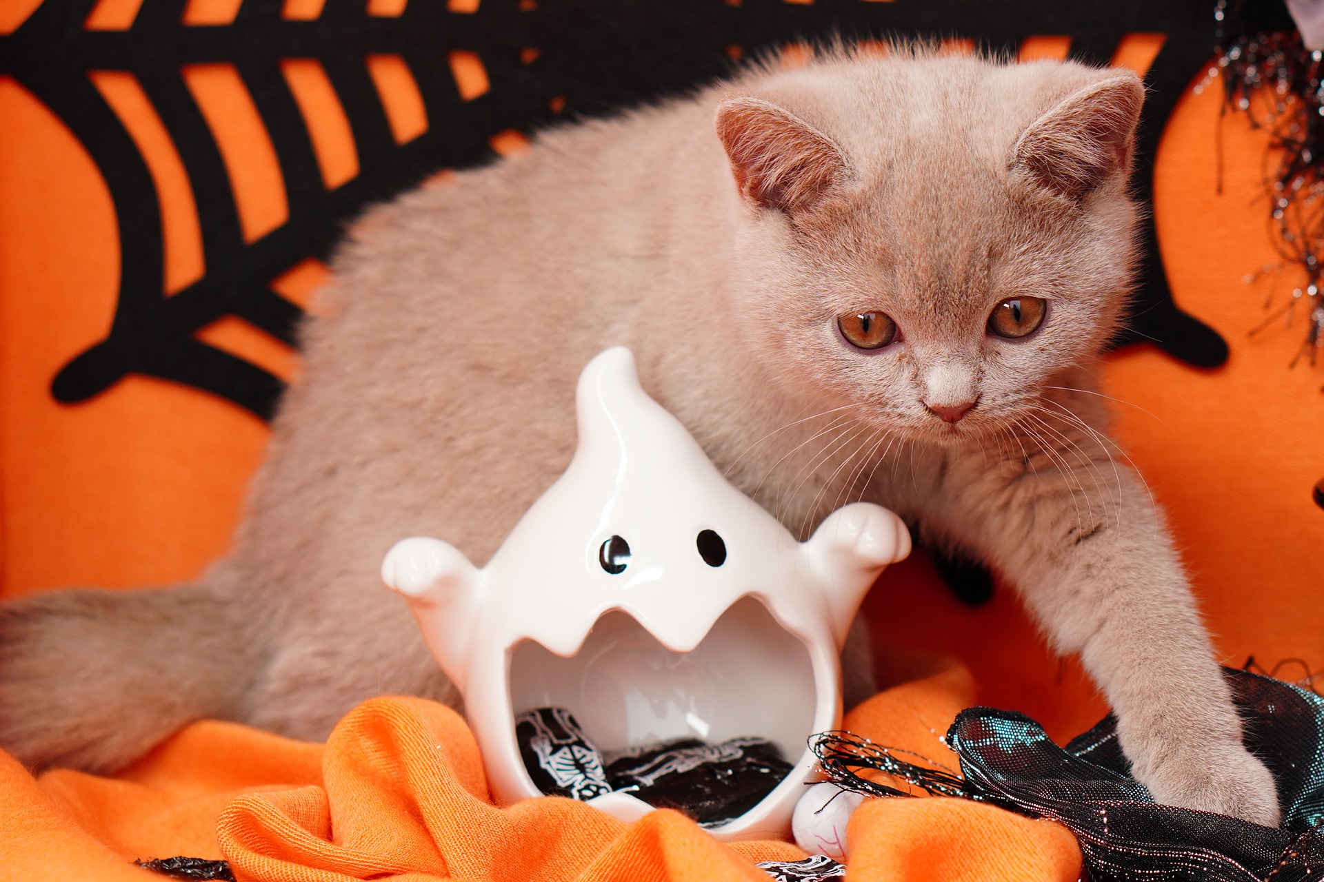 Cat climbing through Halloween decor and candy