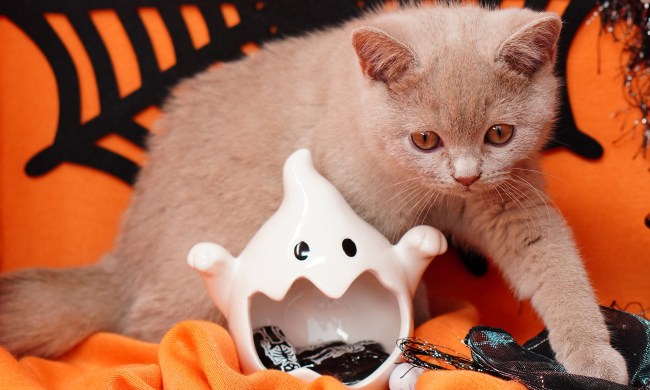 Cat climbing through Halloween décor and candy