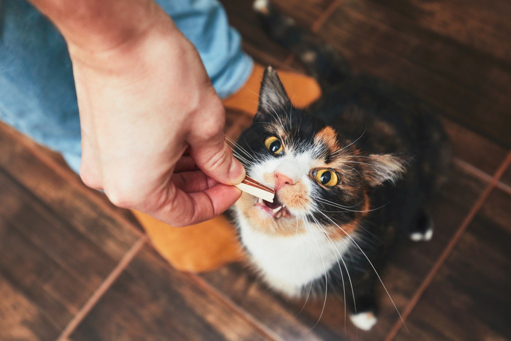 A cat stretching up to eat a treat out of a person's hand