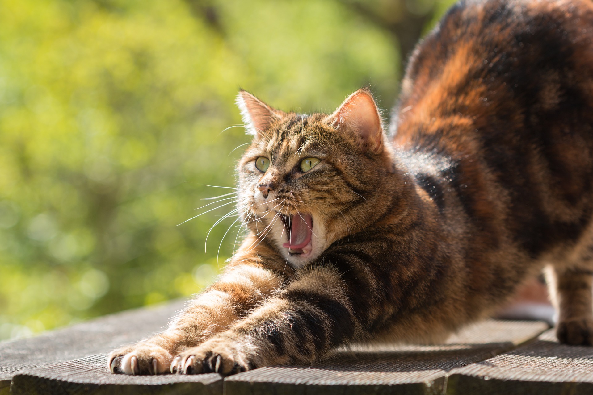 Tiger cat yawning and stretching in the sun
