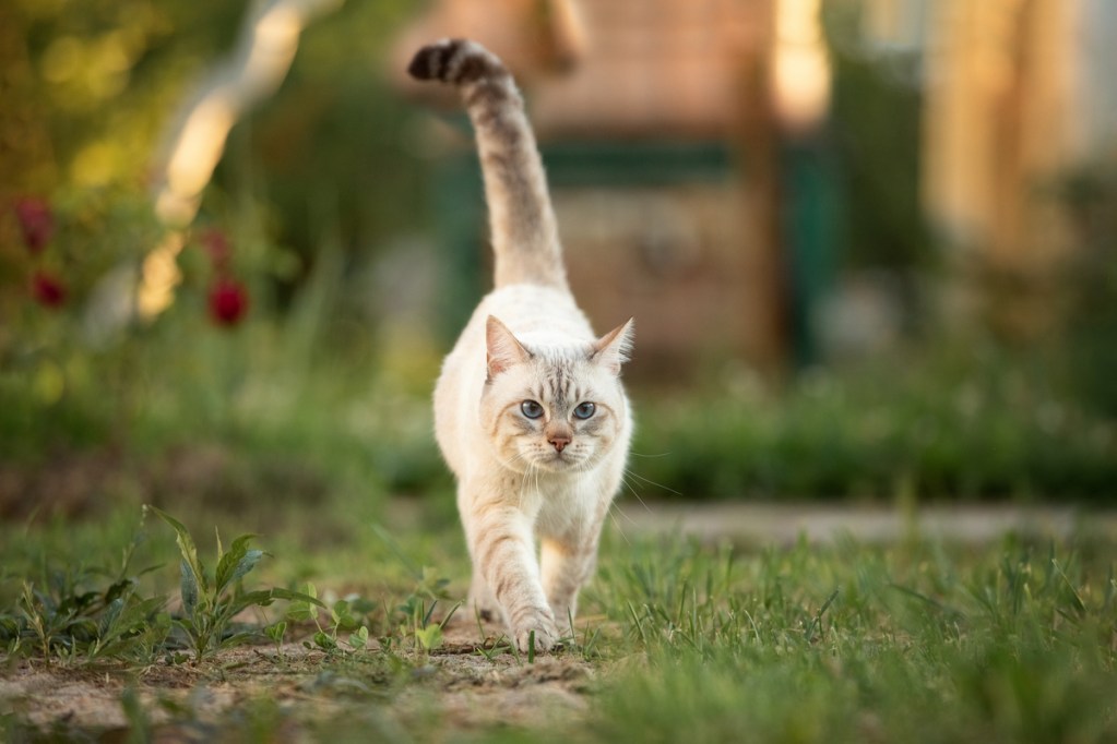 Cat with a long tail walking through a yard
