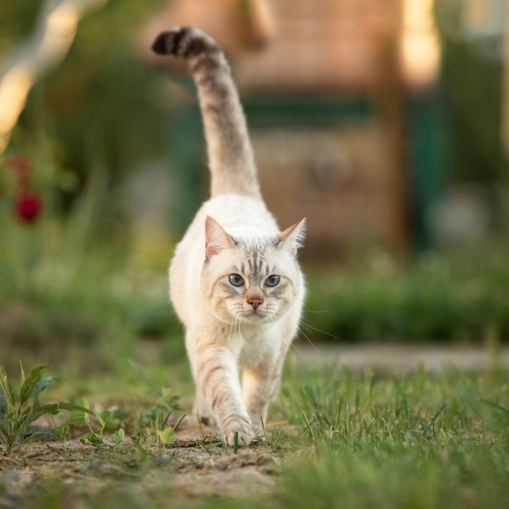 Cat with a long tail walking through a yard