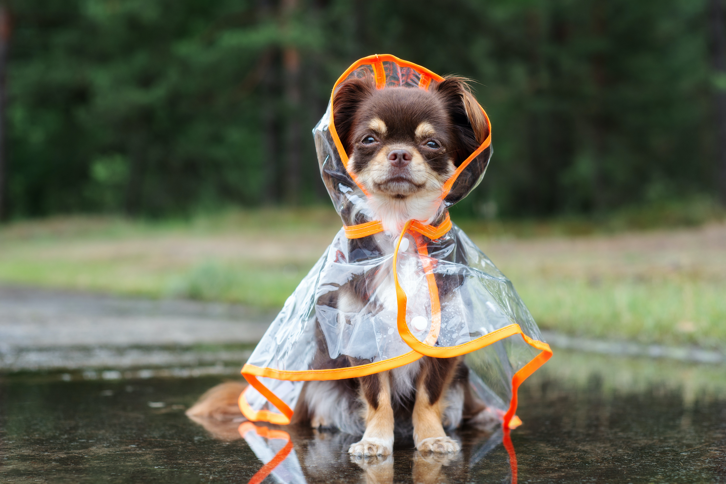 Как животные радуются дождю. Собака под дождем. Кот в дождевике. Дождевик для собаки.. Собака в плаще.