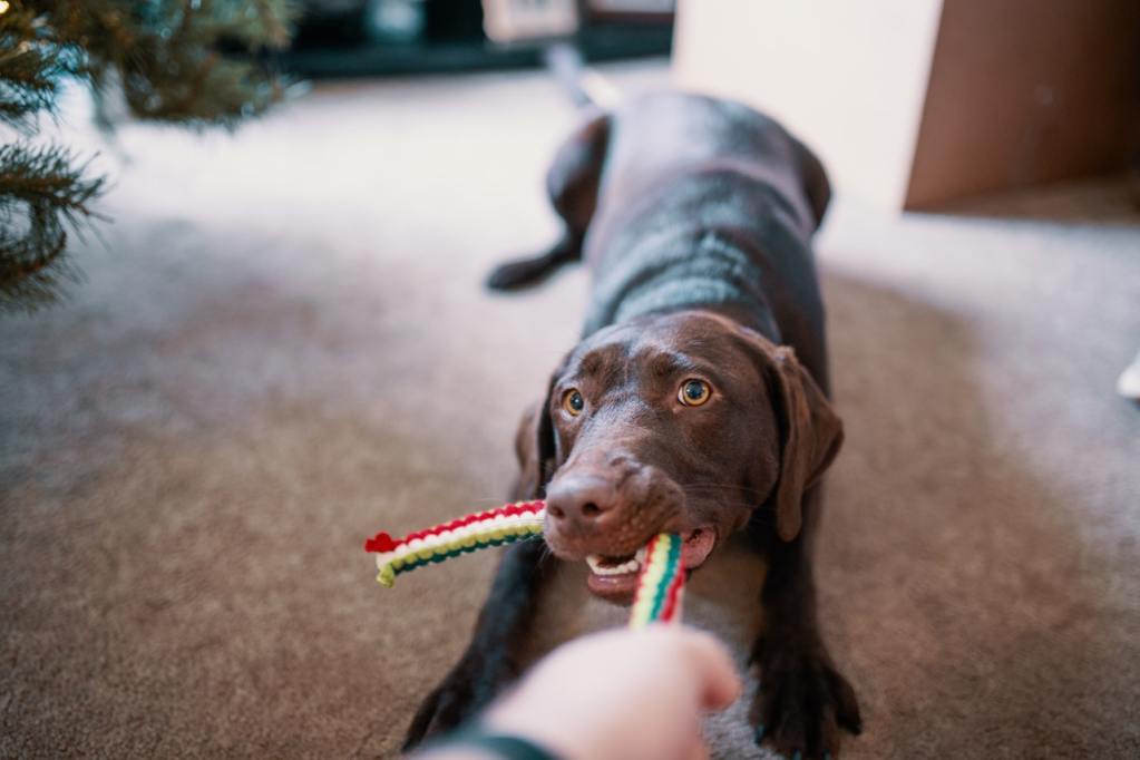 A chocolate lab plays a game of tug of war indoors.
