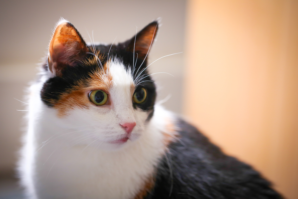 A close-up of a calico cat with a pink nose.