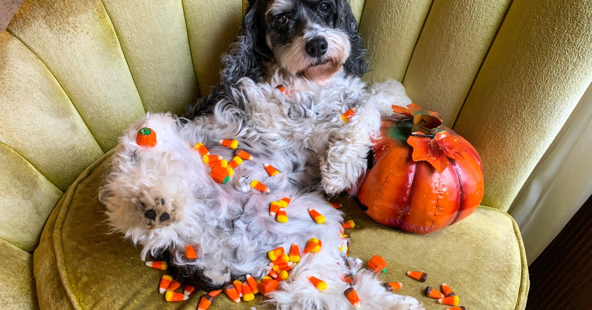 My Dog Ate Halloween Candy - What Do I Do to Help? | PawTracks
