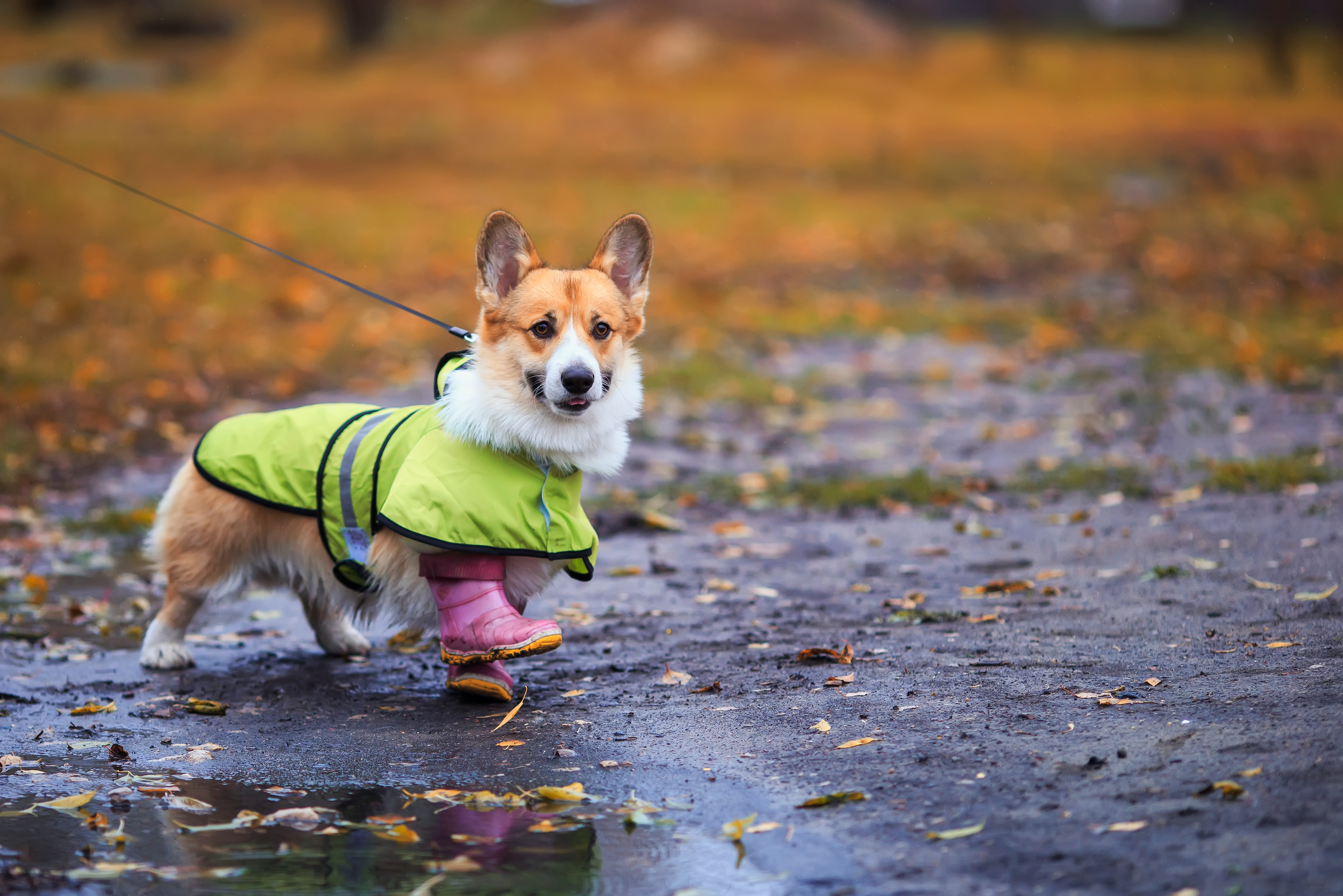 A corgi in a raincoat and rainboots walks through a puddle