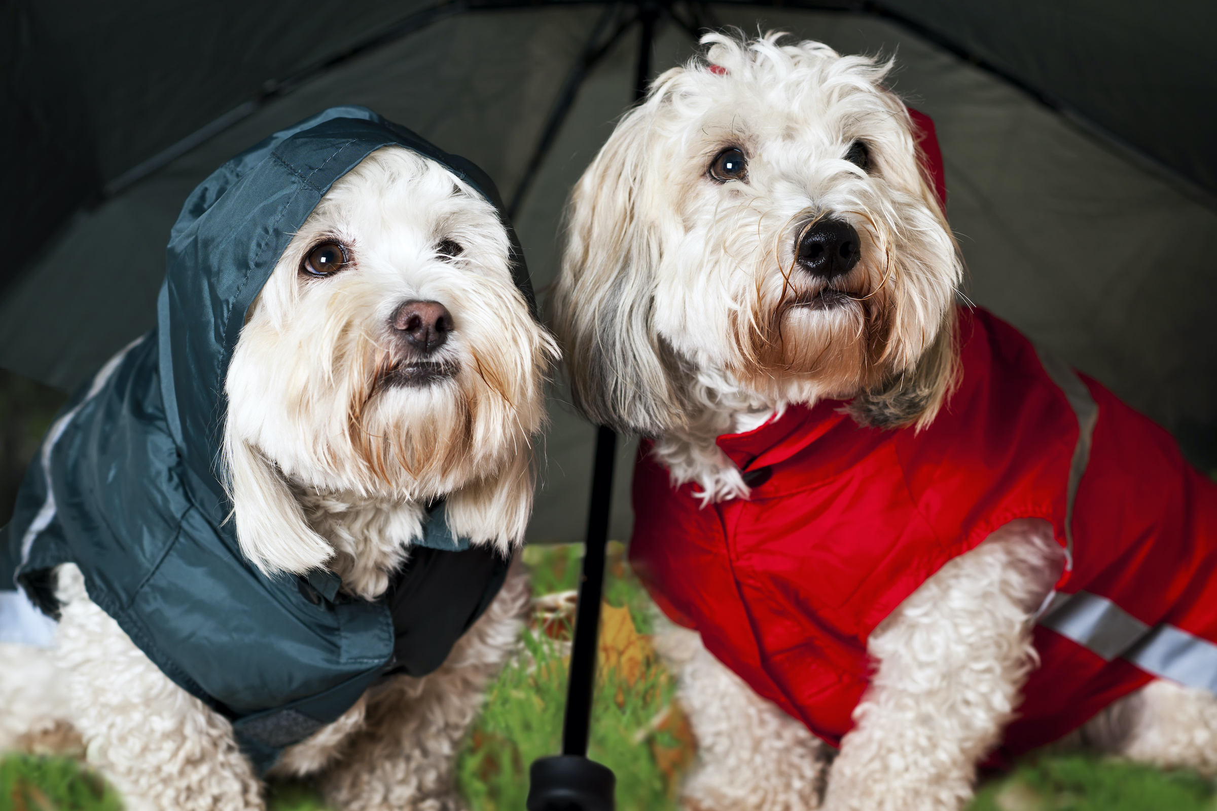 Two Coton de Tulear dogs wearing raincoats standing under an umbrella