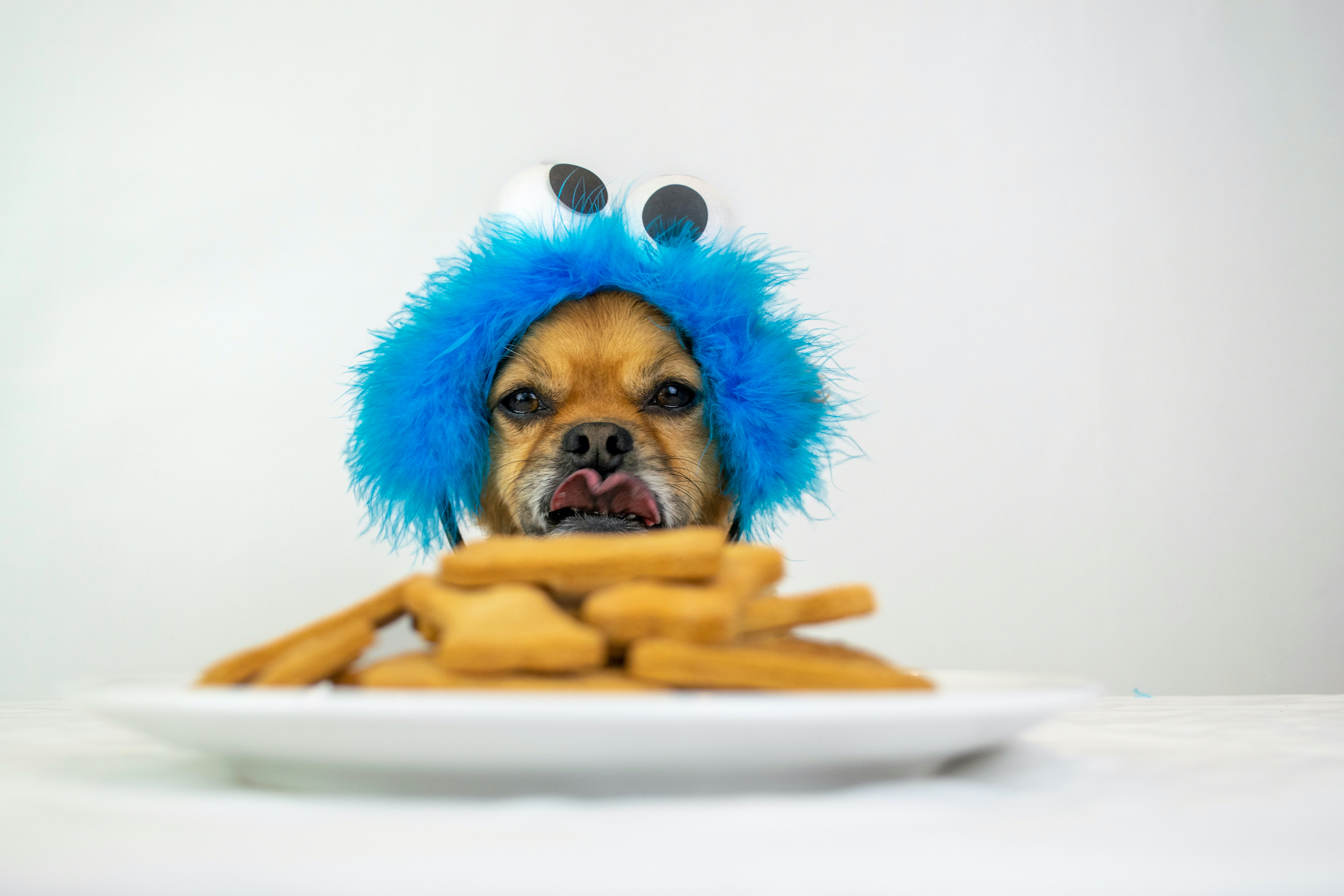My Dog Ate Halloween Candy - What Do I Do to Help? | PawTracks