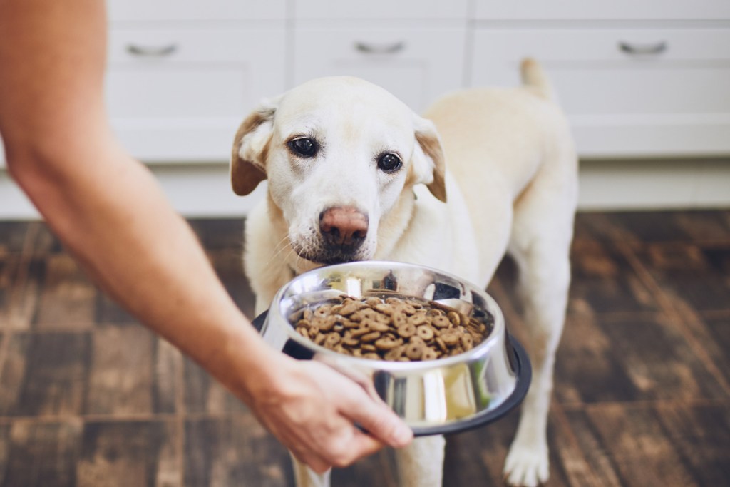 Dog looking at dish full of food.