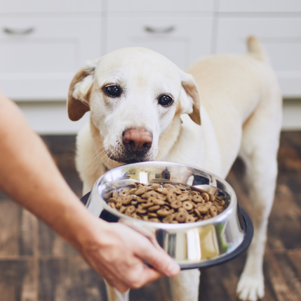 Dog looking at dish full of food.