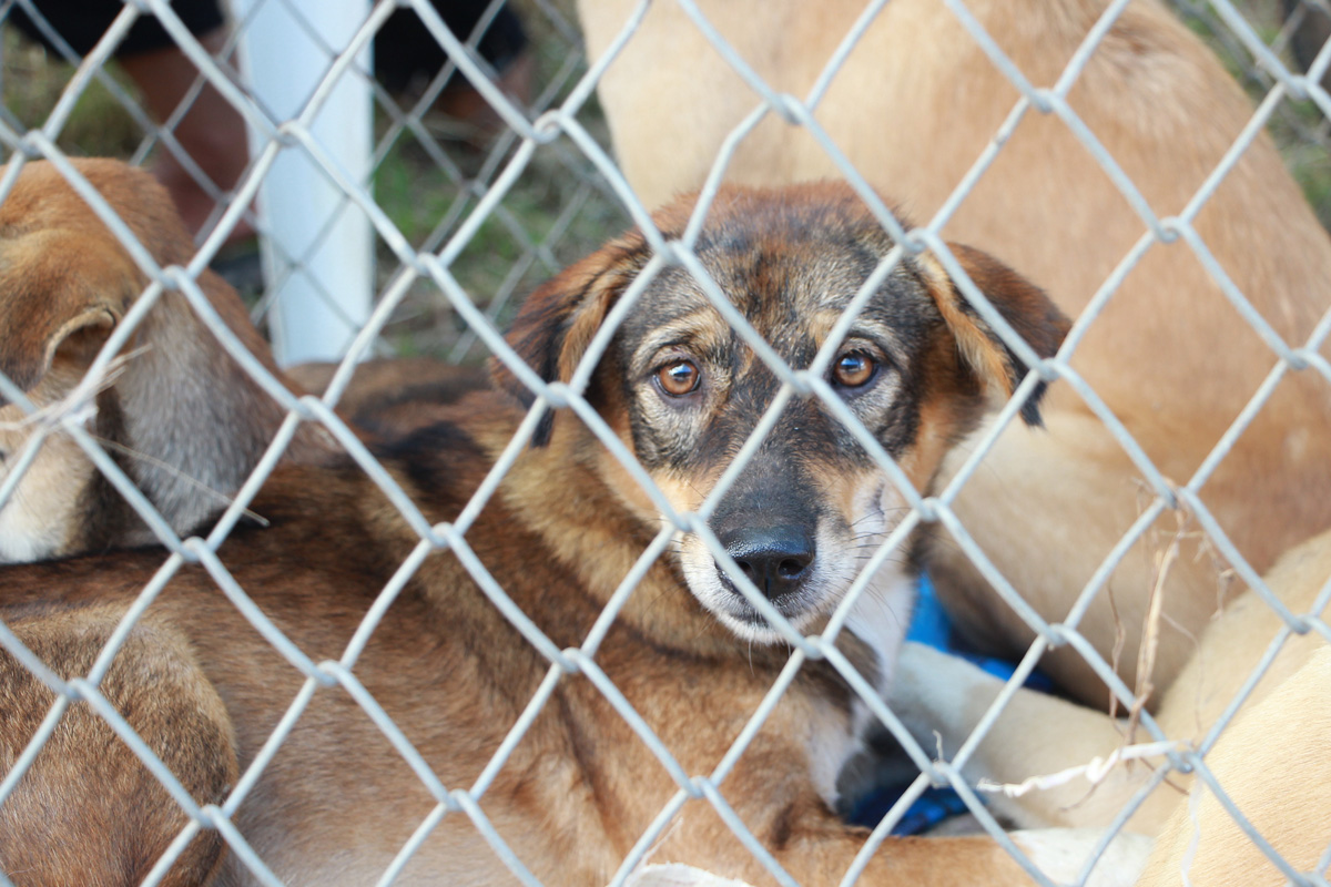 Dog looking out from behind a fence.