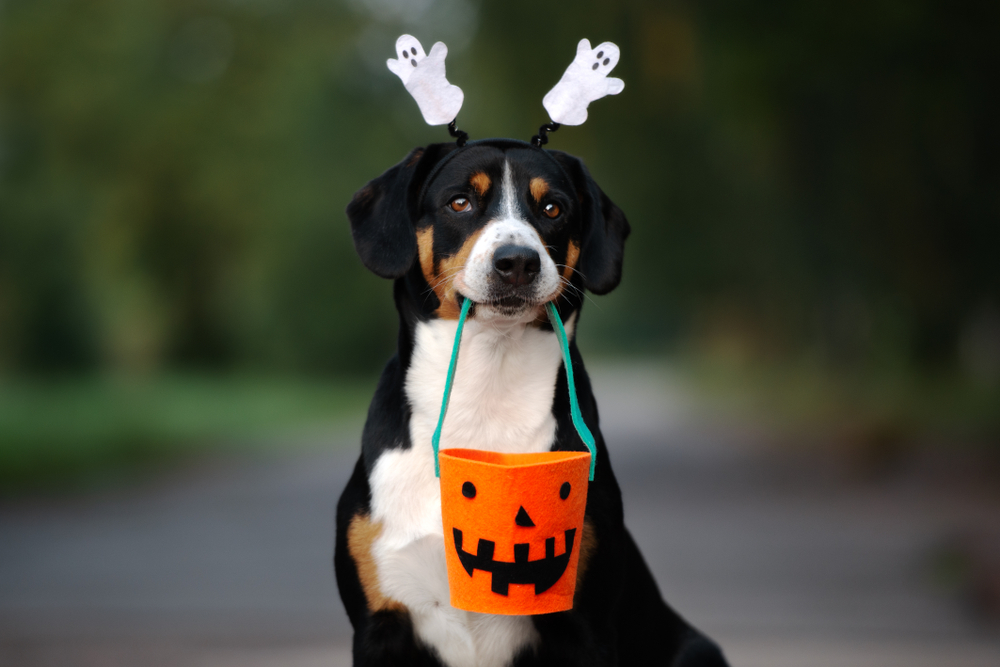 A black, brown, and white dog wears a ghost headband on his head. He's carrying a felt pumpkin bucket.