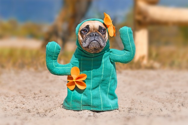French bulldog dog dressed up with funny cactus Halloween dog costume