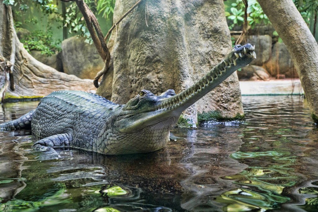 Gharial ilsisi vandenyje prie medžio
