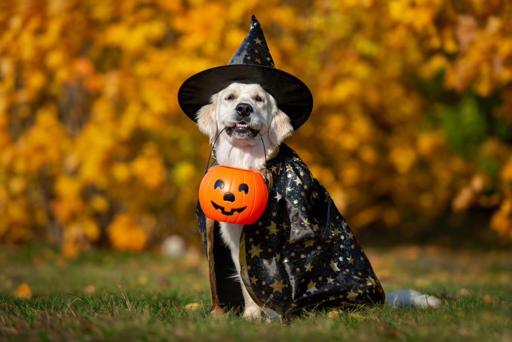 A Golden Retriever stands outdoors. He's wearing a wizard costume and clutching a pumpkin Halloween basket between his teeth.