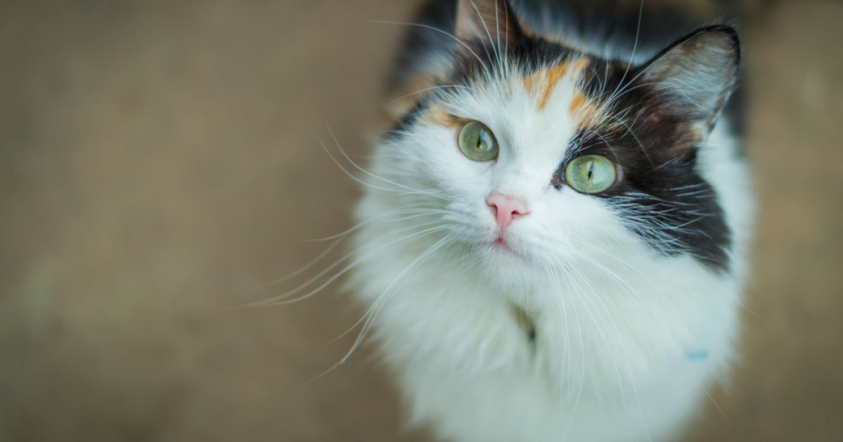5 fun facts about calico cats you should know | PawTracks