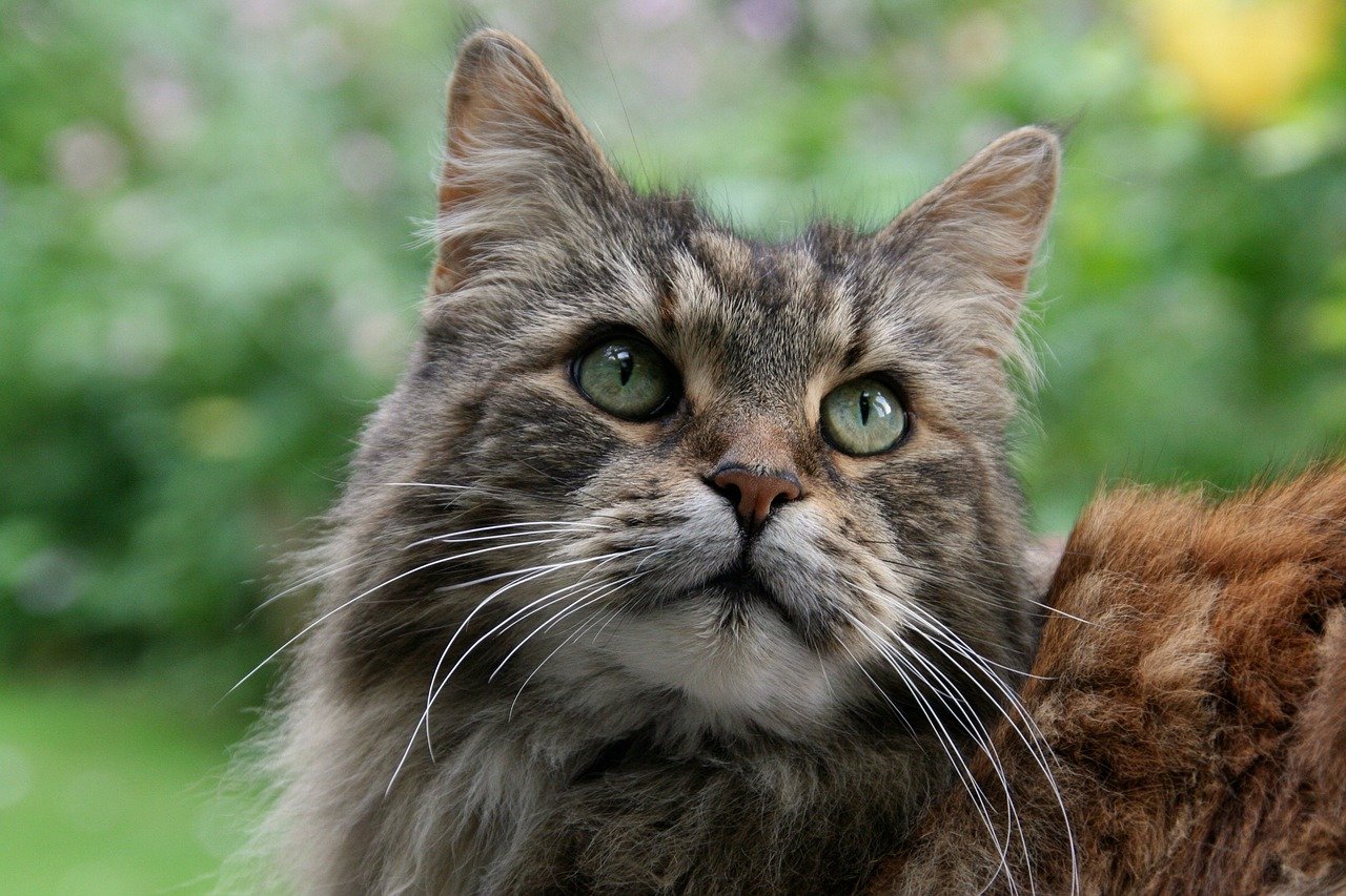 A brown Maine Coon cat with bright green eyes standing outside.
