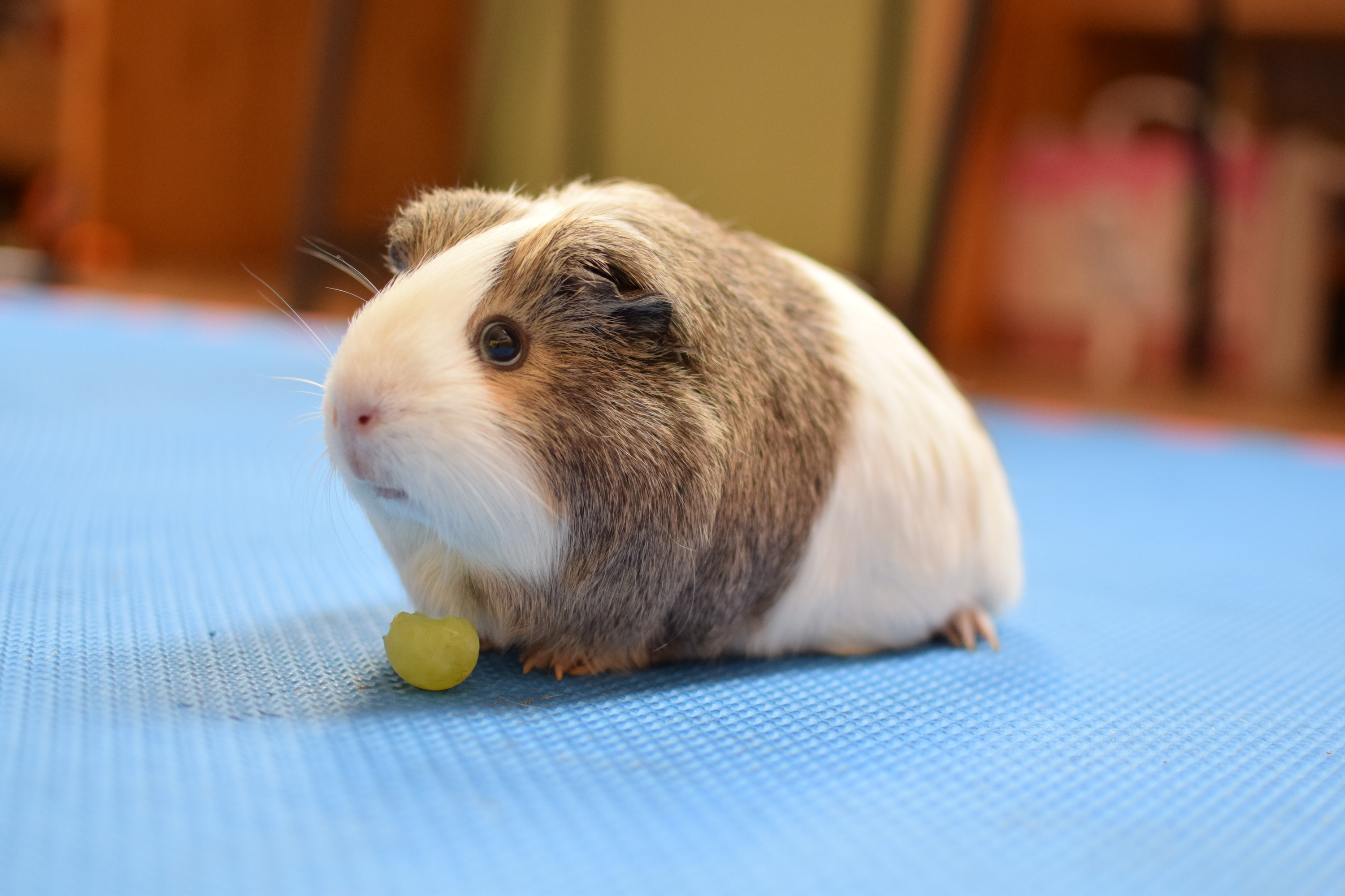 Can Guinea Pigs Eat Grapes  