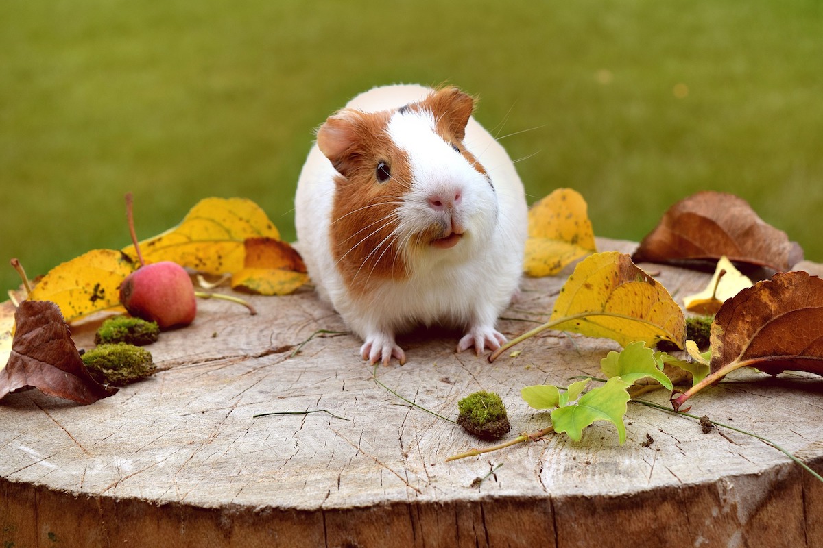 Guinea pig sits on a log with leaves and food