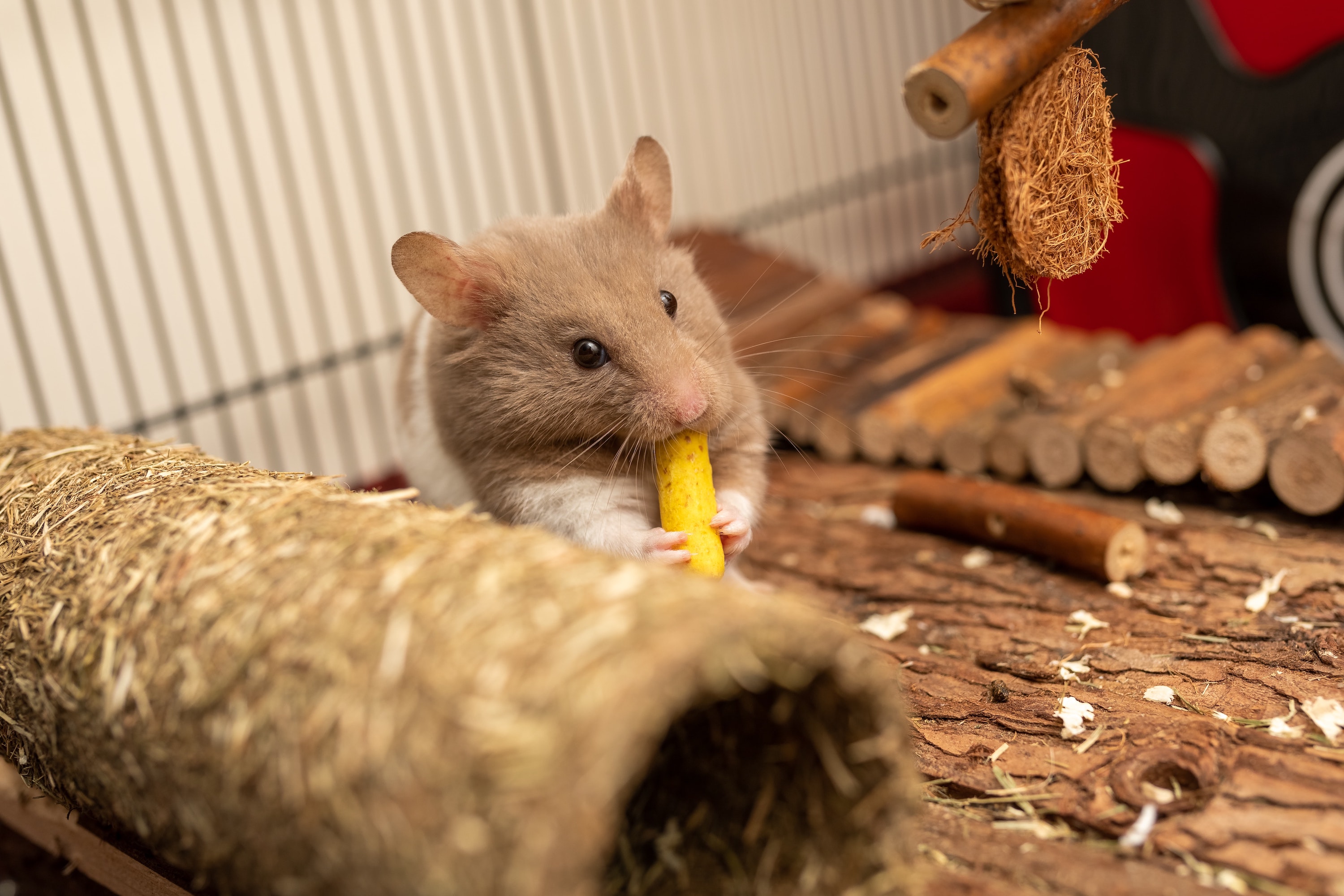 Hamster chews on his toy in cage