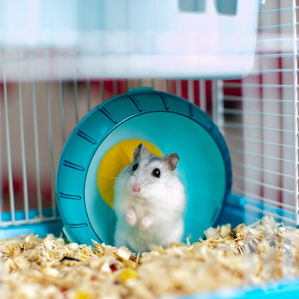 Hamster sits in his blue wheel in cage