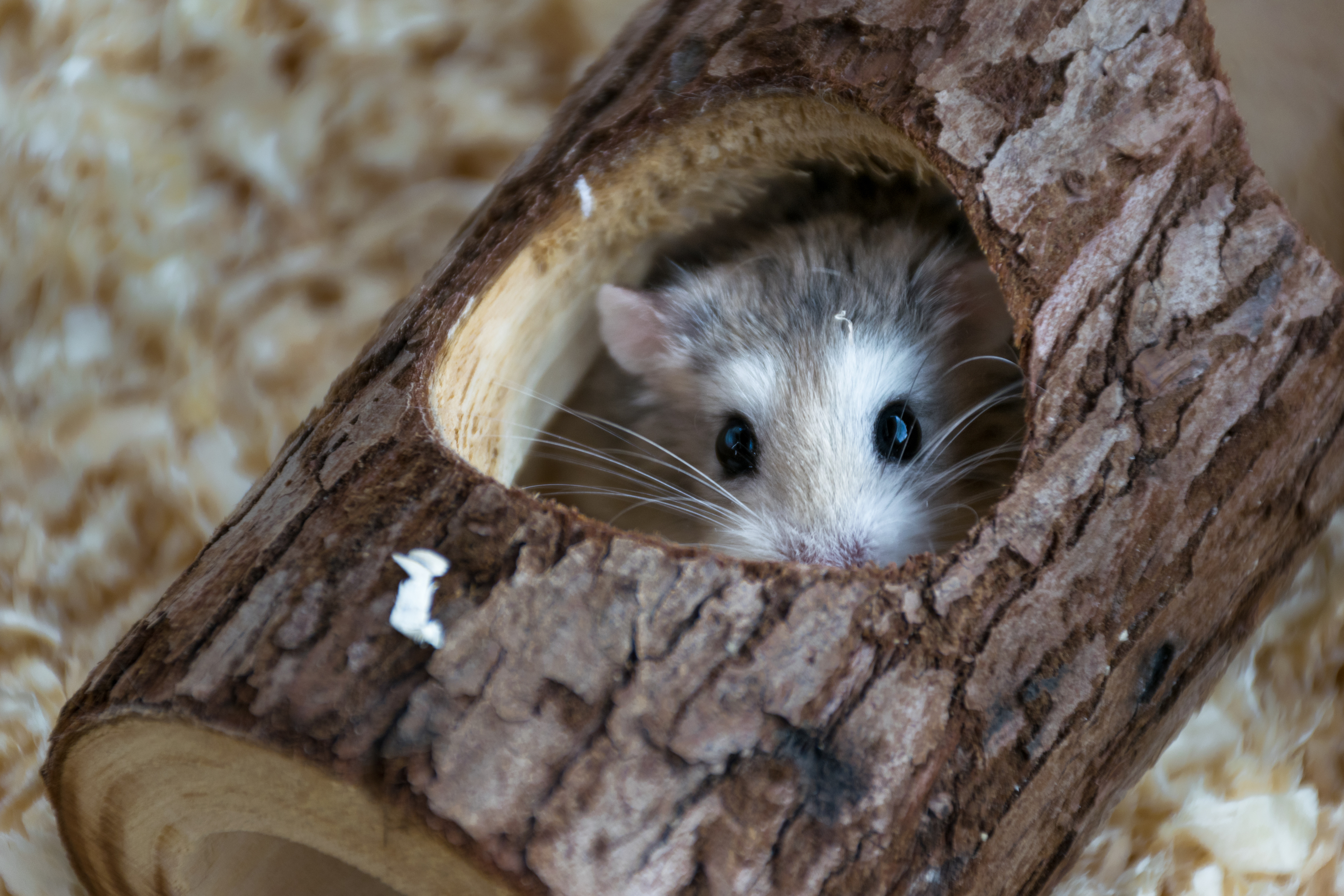 Roborovski hamster hiding in a tree trunk toy and looking out to the camera