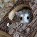 Hamster hides in his hollow log