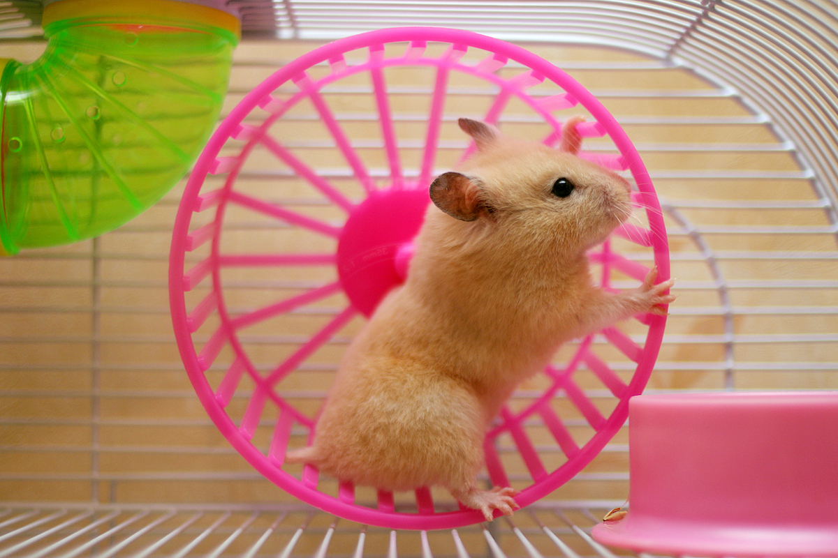 Hamster runs in pink wheel