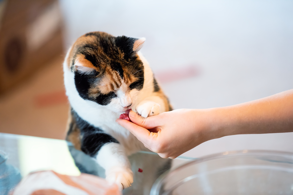 Hand feeding a cat a treat while the cat puts its paw on the hand
