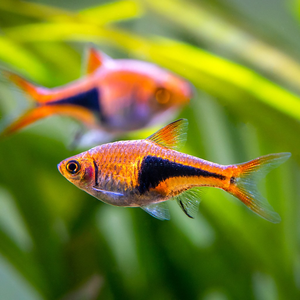 Harlequin rasboras in an aquarium