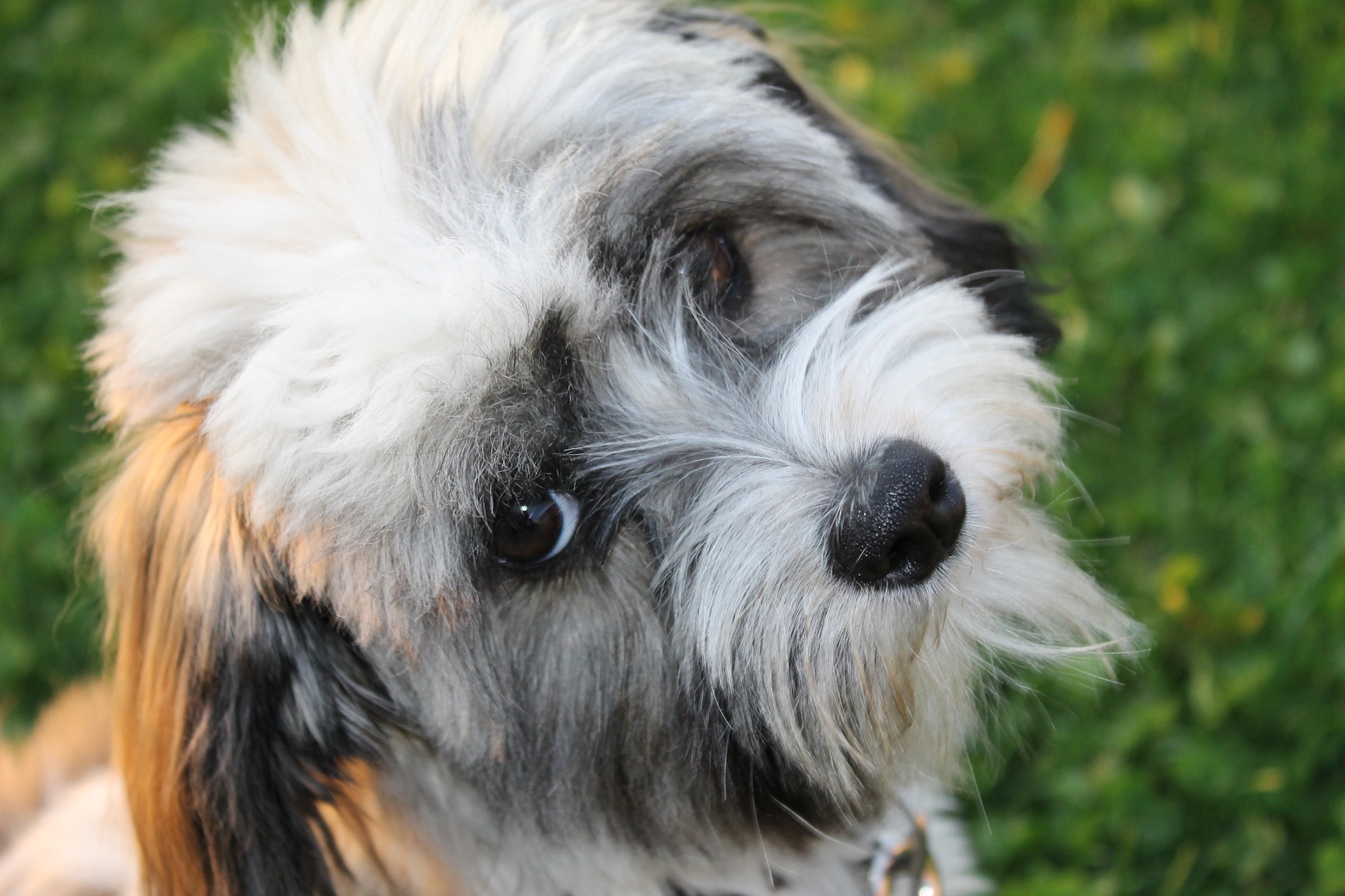 a Havanese dog looks up at the camera