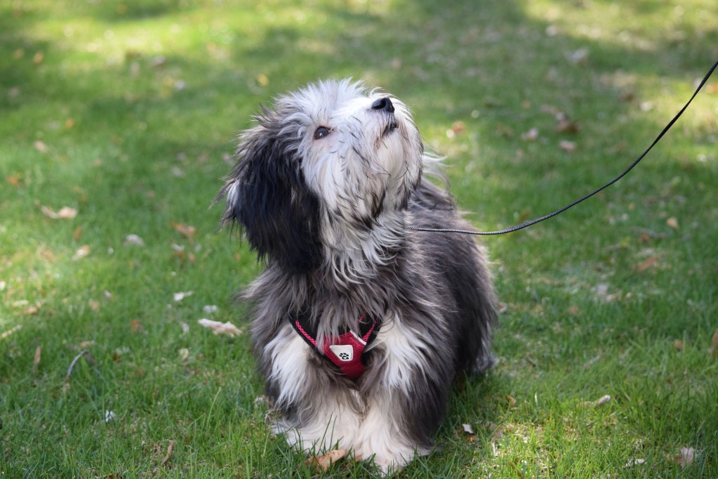 a Havanese dog sits in the grass with a leash on