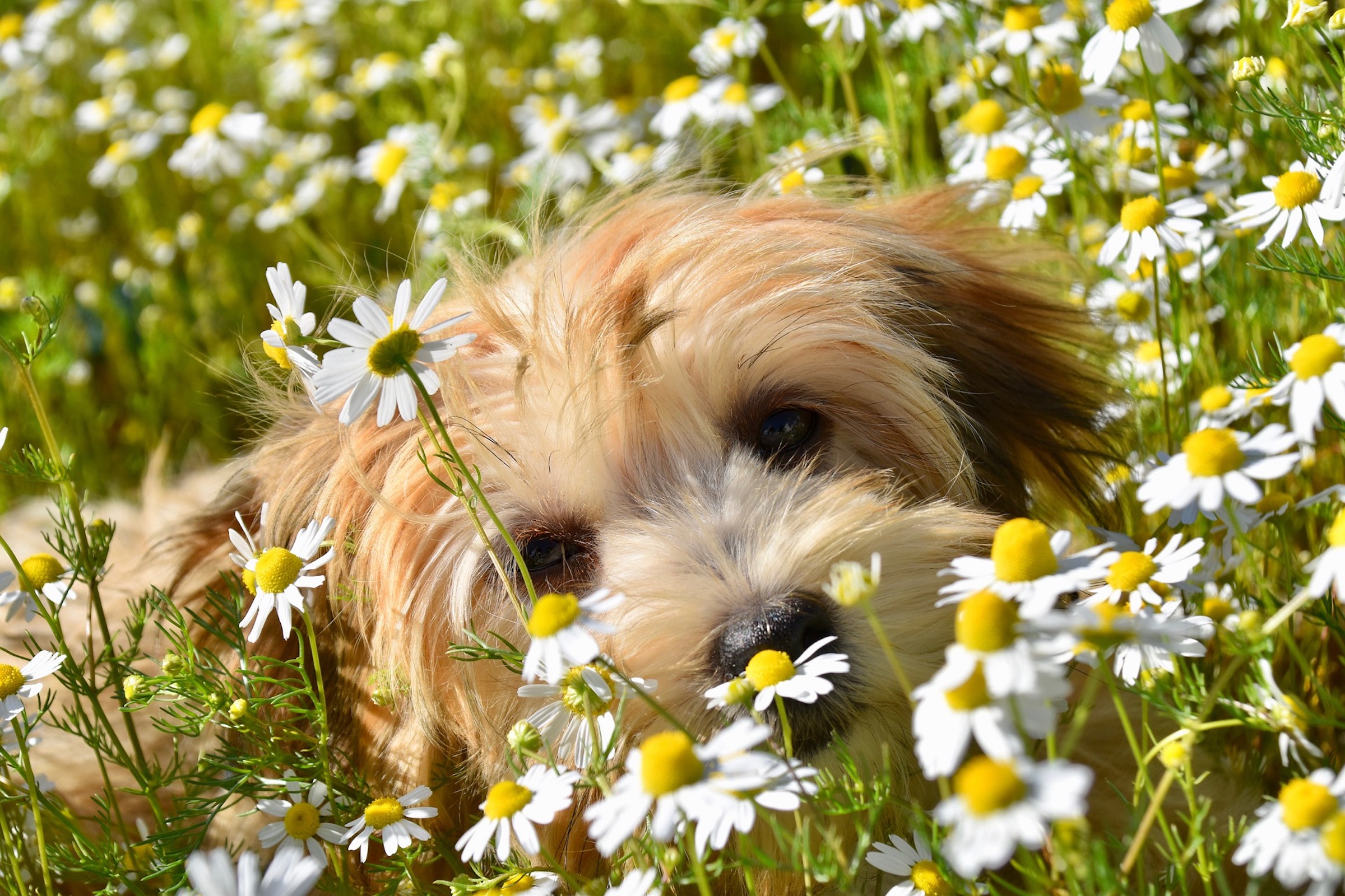 a Havanese puppy lies in a flower field