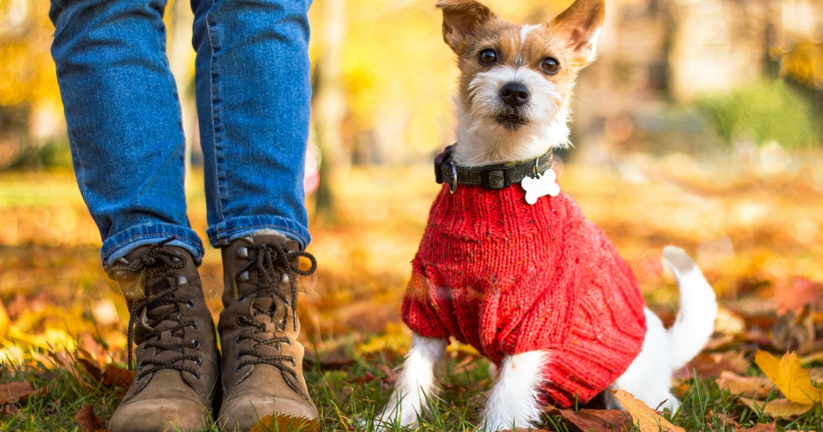 These Dog Breeds Definitely Need a Dog Coat For Winter PawTracks