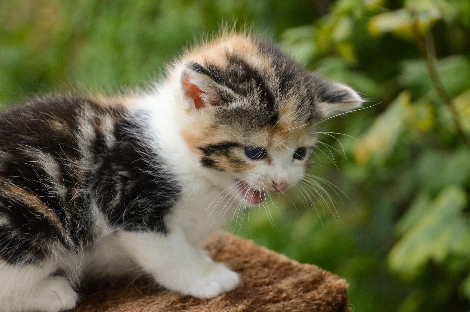 Young kitten on a log chirping