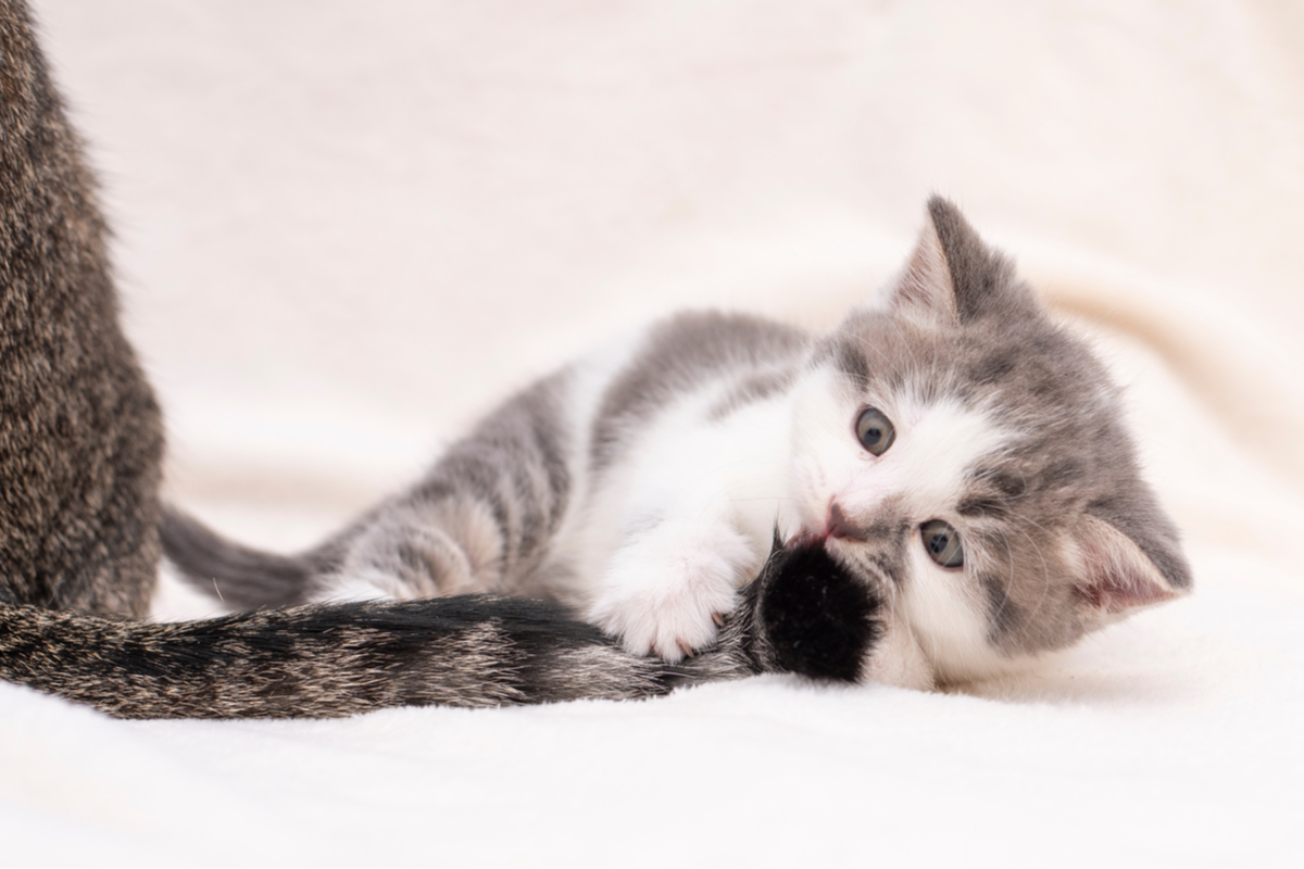 Young kitten playing with the tip of a cat's tail